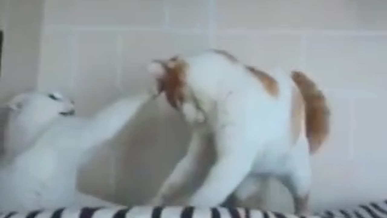 Finally, the cat's foot hooked on the refrigerator.