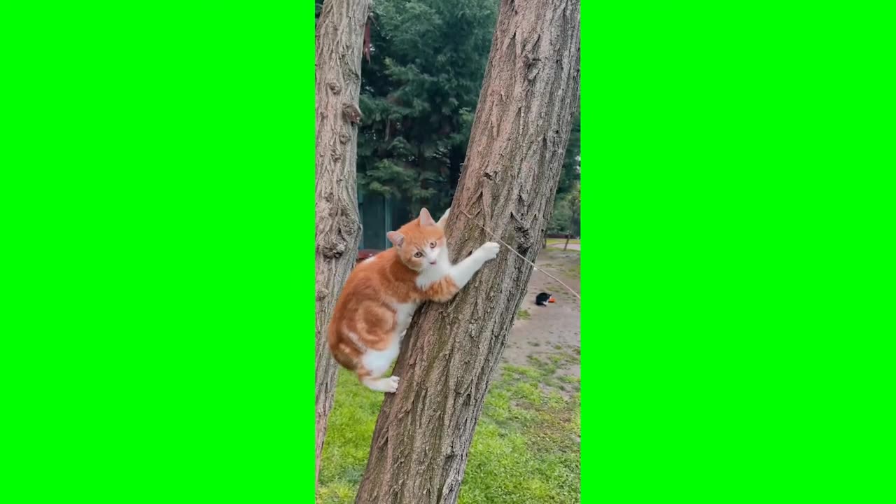 Shorts--cute cats video--#funny--funny cats videos--#