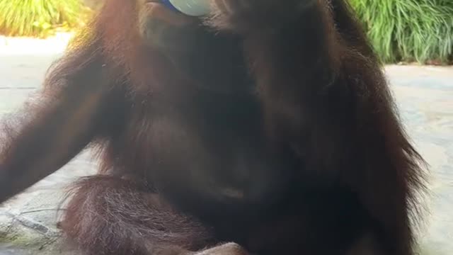 orangutans