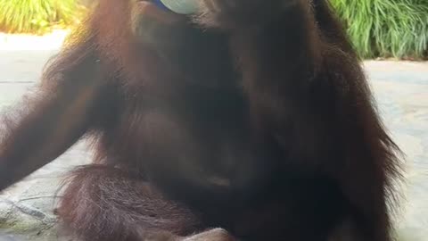 orangutans