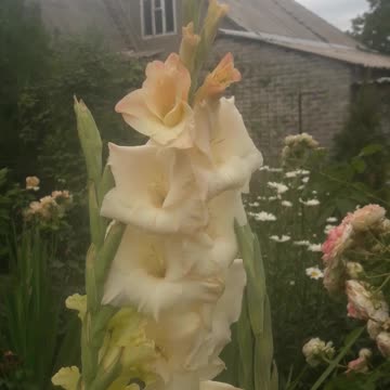 Gladiolus blooms
