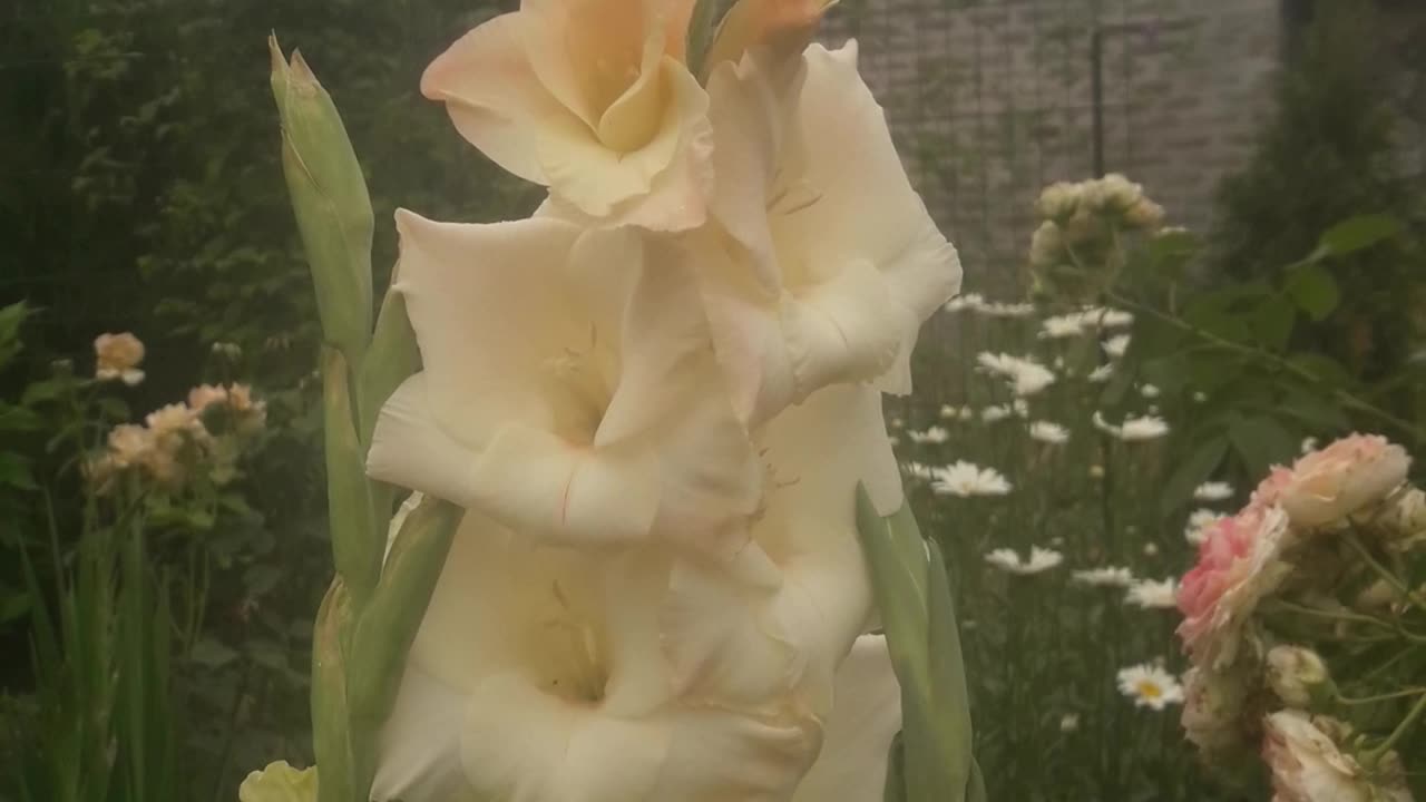 Gladiolus blooms