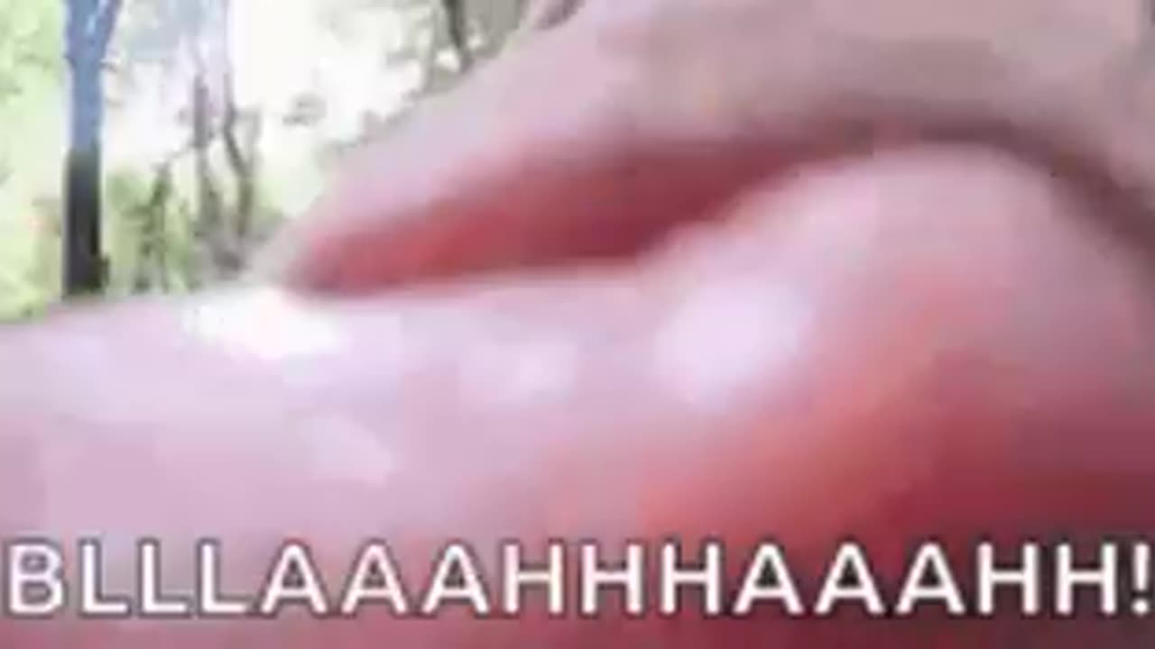 Funny monkey