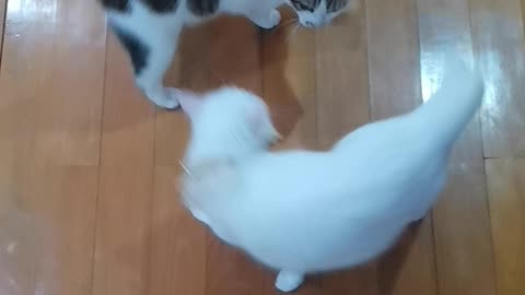 Two Cats Spinning Around