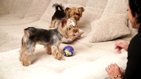 Woman playing with two dogs