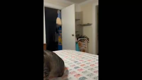 Ultimate Funniest Cats 2022