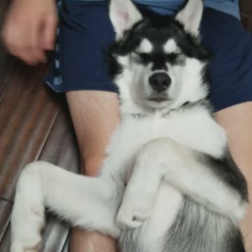 This husky is enjoying the best time of his life