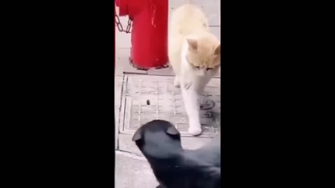 Funny animal video