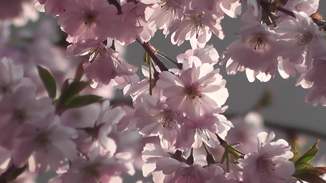 Pink flowers blowing by the wind