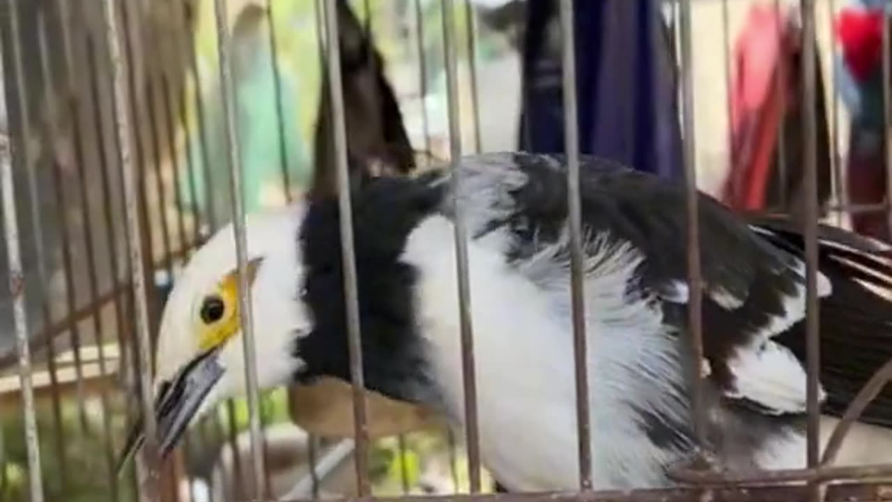 Funny birds