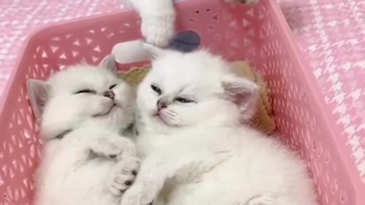 Cute Kitten Joins Mom and Dad Cat in Their Basket