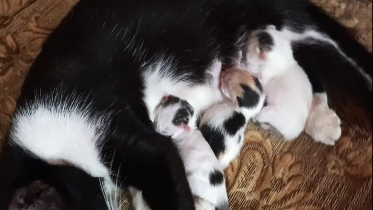 Amazing Animals Cute baby Cat Drinking Milk