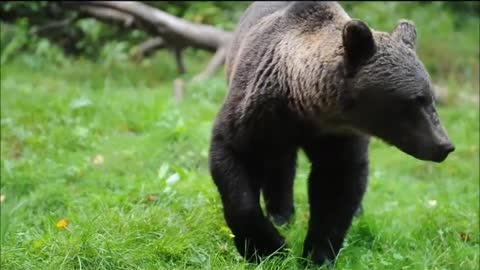 A Bear vs Wolverine