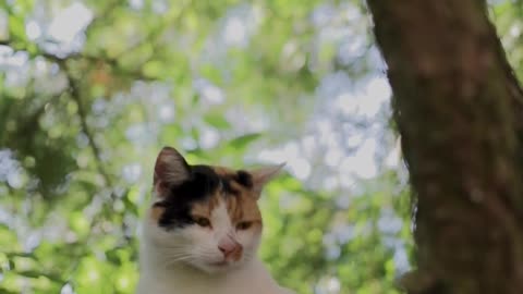 Beautiful cat sitting under a tree in a jungle. Beautiful animals.