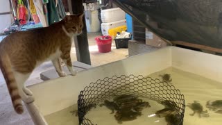 CAT-DOG, goes CRABBING in Wanchese, North Carolina part of the beautiful Outer Banks!