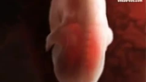 0 to 9 Months Journey In The Womb and God Tells Biden He Will Be Judge