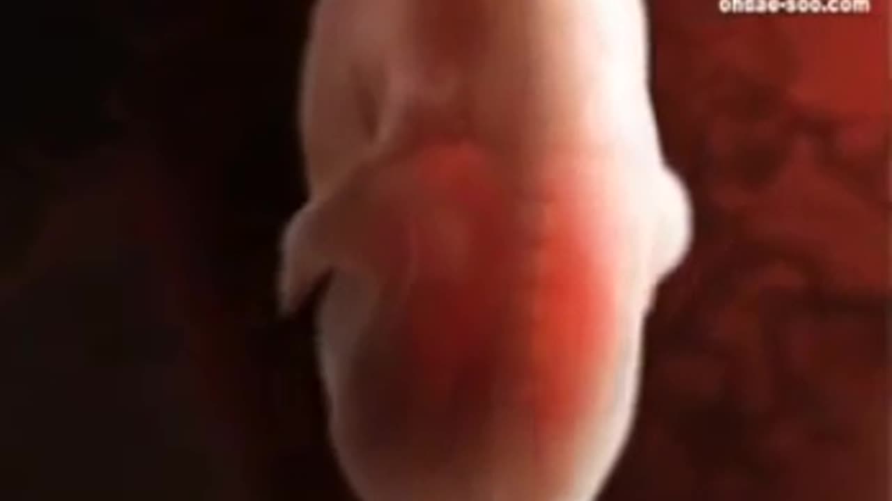 0 to 9 Months Journey In The Womb and God Tells Biden He Will Be Judge