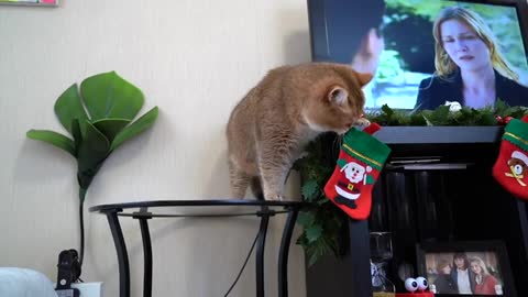 Hosico - view from below