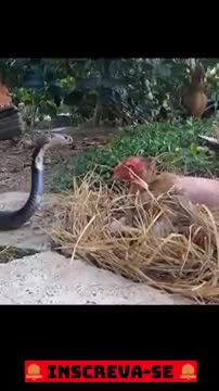 Look at the courage of this hen fighting with the snake to save her egg