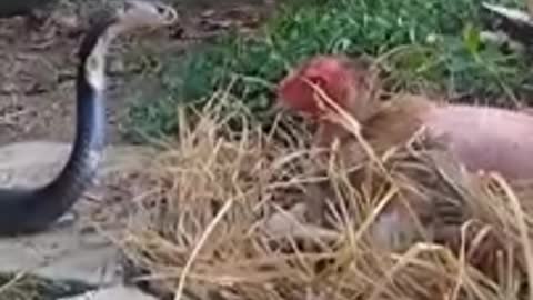 Look at the courage of this hen fighting with the snake to save her egg