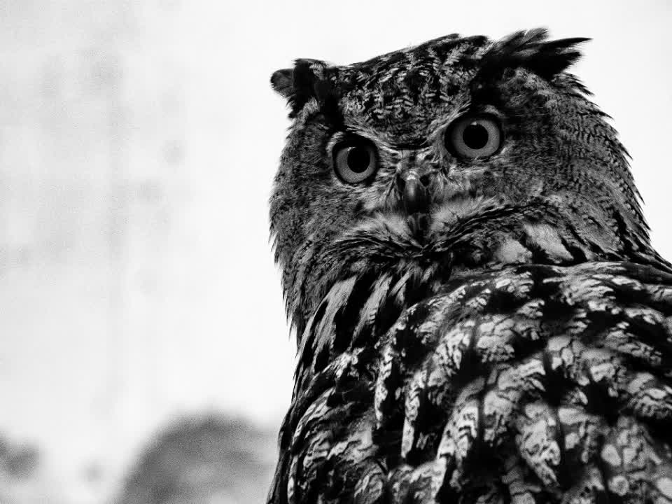 BEAUTIFUL OWLS STRESS REDUCER| 6 HRS| NATURE SOUNDS FOR HEALING| SCREECH OWL SOUNDS FOR RELAXATION
