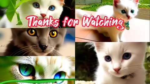 You won't believe what happens when this gray cat meets the bos