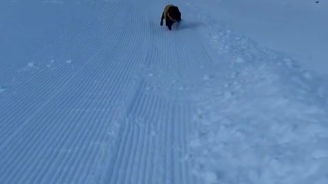 Cute dog fail