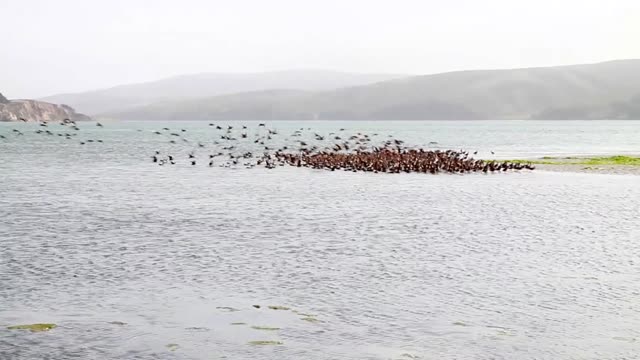 A flock of birds flies and stands on the water shore