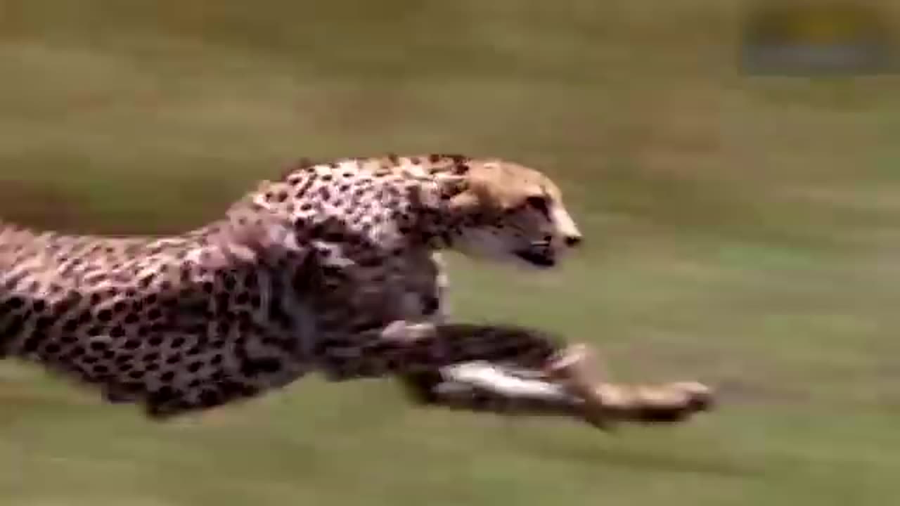 Mother_Leopard_Save_Her_Baby_Fail_and_Hunt_Eagle_To_Revenge___....