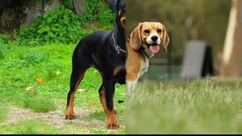 MOST POPULAR DOG BREEDS #shorts