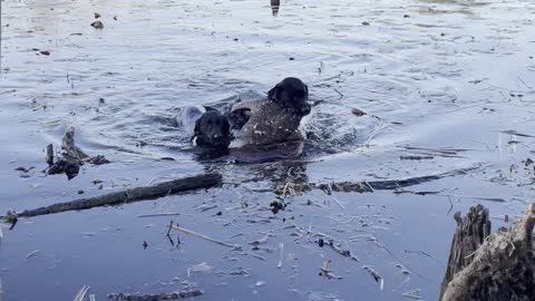 Double Retrieve