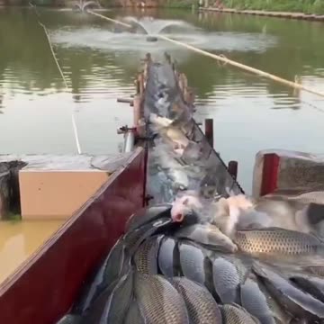 Fish life 🙂🙂🙂🙂🙂🙂🙂