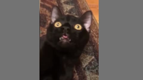 Cat shocked by ghost!