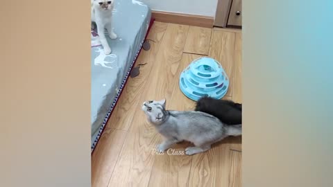 Funniest animals 2023 🐱In tiktok 😂 Funny and Fails Pets Video #11