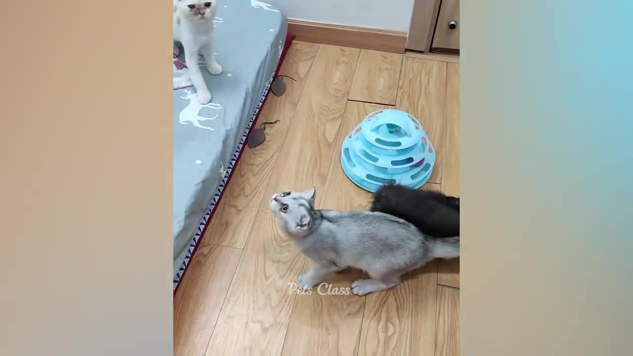 Funniest animals 2023 π±In tiktok π Funny and Fails Pets Video #11