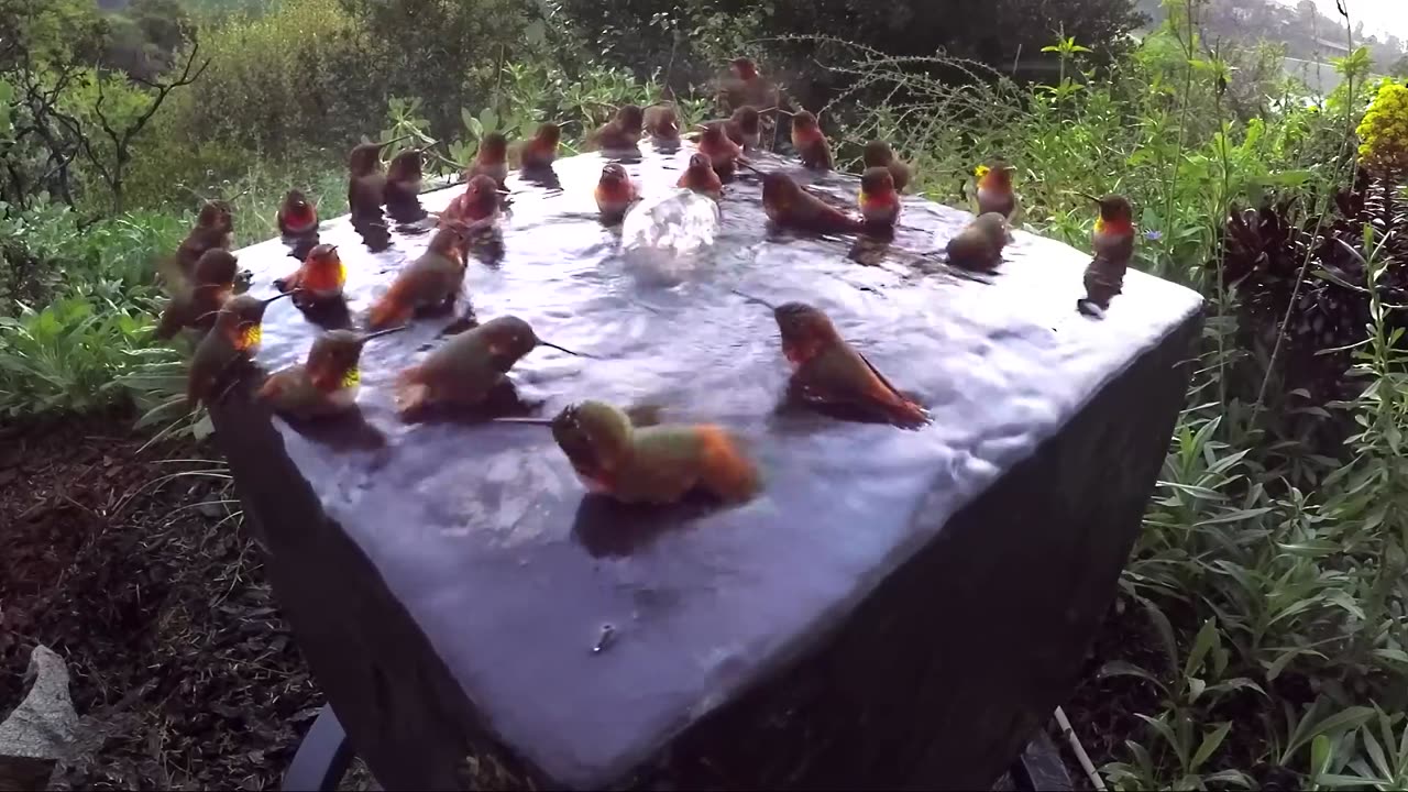 Hummingbirds Fun