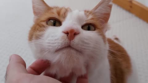 Cat Purrs While Getting His Chin Scratched