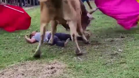 Crazy Way To Go Man Gets Stomped To Death By A Bull During A Bullfght