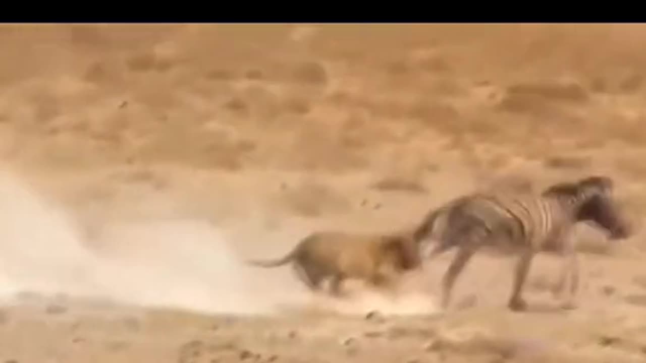 Lion attack