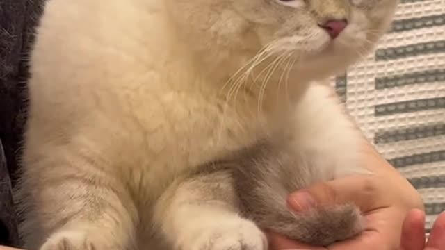 This kind of cat is too timid. Mosquitoes can make it cry# Shake in Cute Plan_ Original