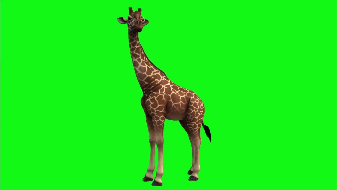 Giraffe Green Screen Animal Mammal Rotation