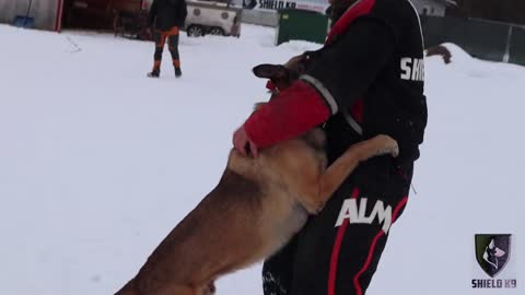 Attack CALL OF Command protection dog training