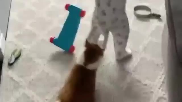 Cat funny attracities for baby back😅😅