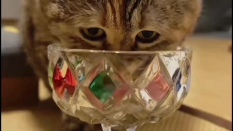 Laughing with Cats Today's Top 10 Furry Fun Moments | funny cat video