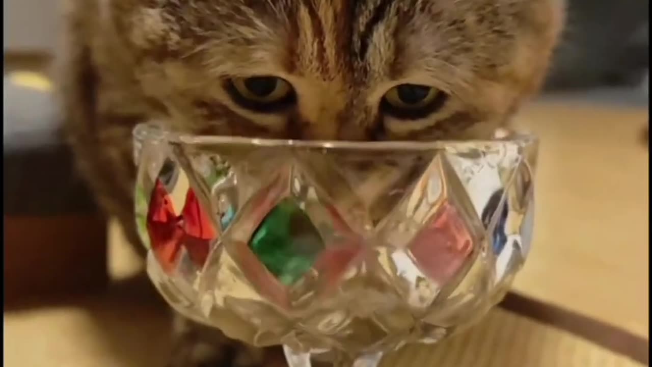 Laughing with Cats Today's Top 10 Furry Fun Moments | funny cat video