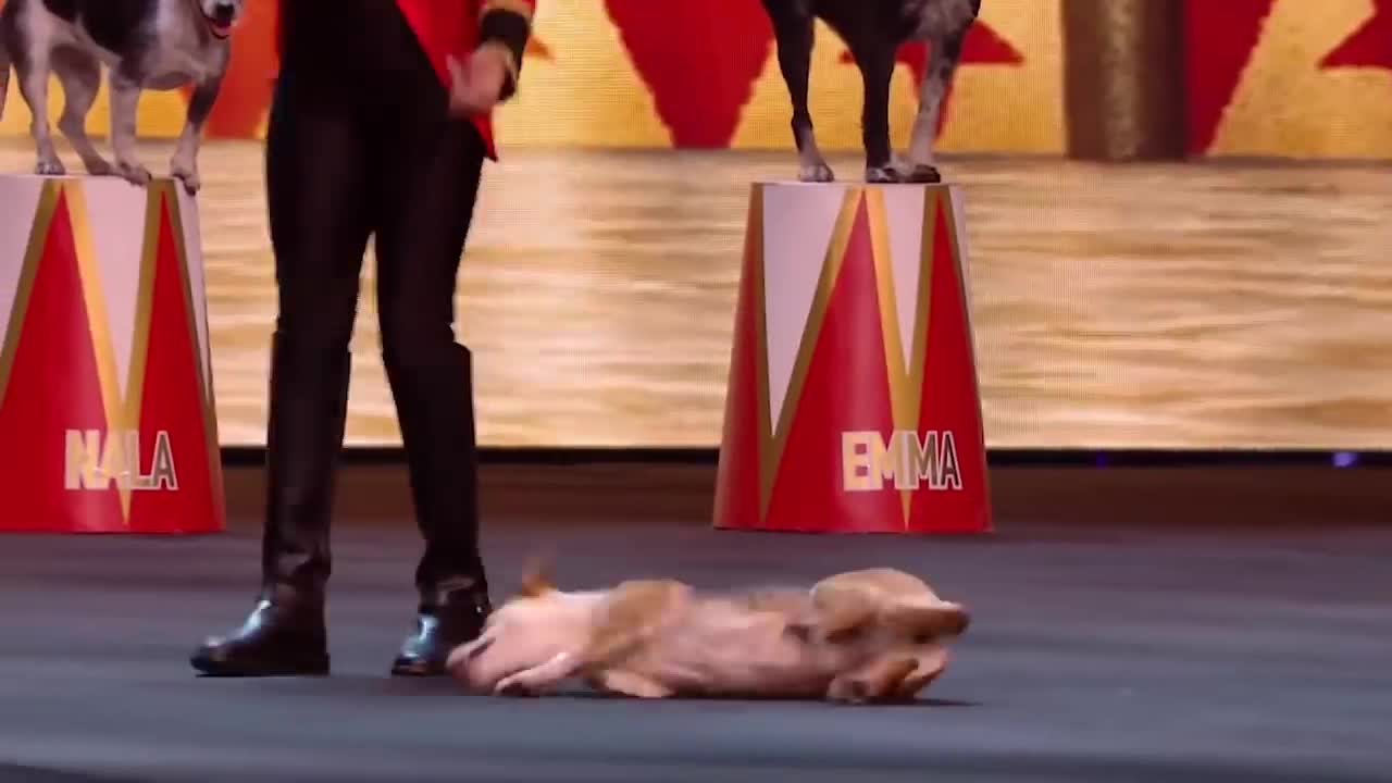 WATCH:GOLDEN BUZZER Audition Is Crowned The BEST DOG ACT EVER By Simon Cowell! | Got Talent Global