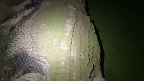 crocodile in the out back🐊dinosaurs