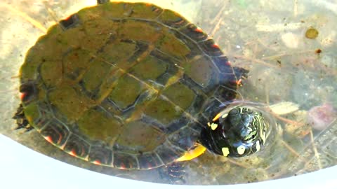 Hatchling