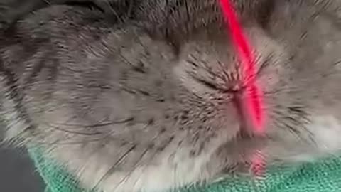Rabbit getting a CT scan