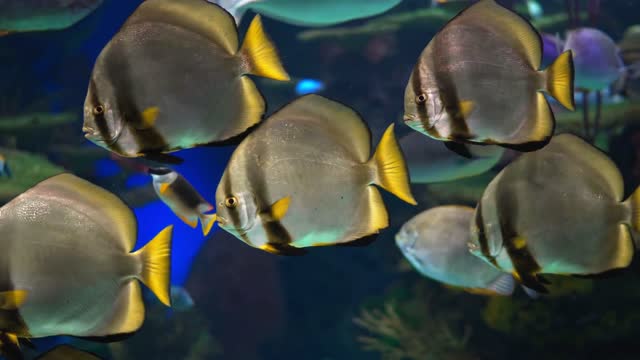fish Reef